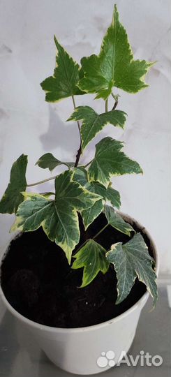 Плющ Hedera helix 
