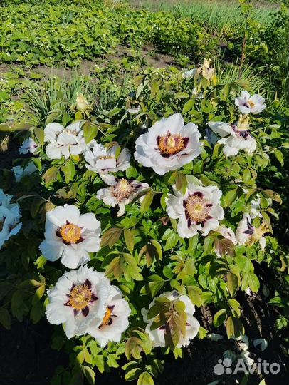 Пион древовидный