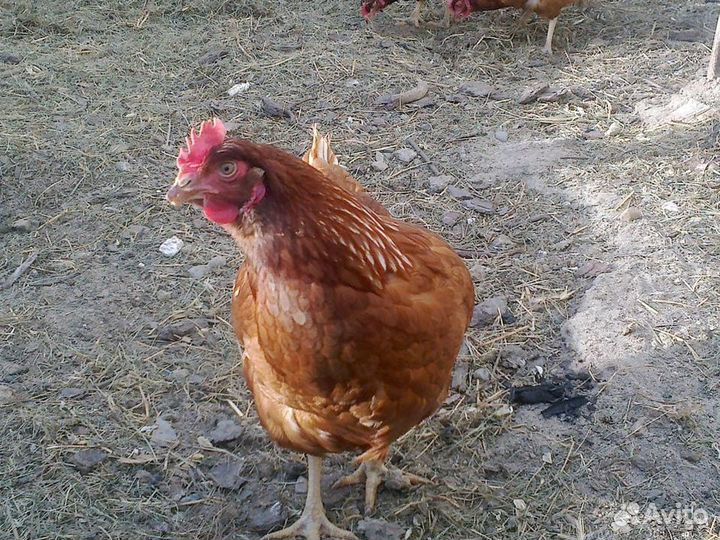 Куры Несушки, Бесплатная доставка