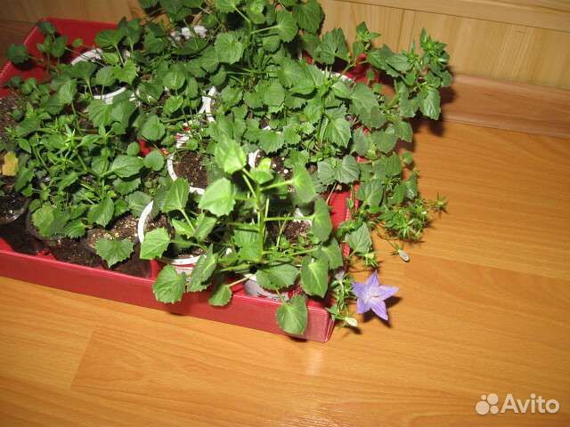 Кампанула биколор махровая, папоротники