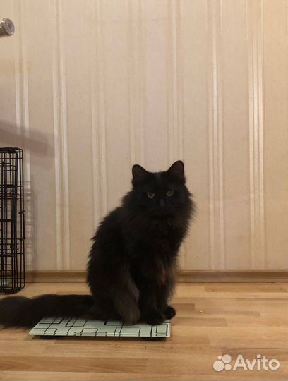 Сибирский кот в добрые руки