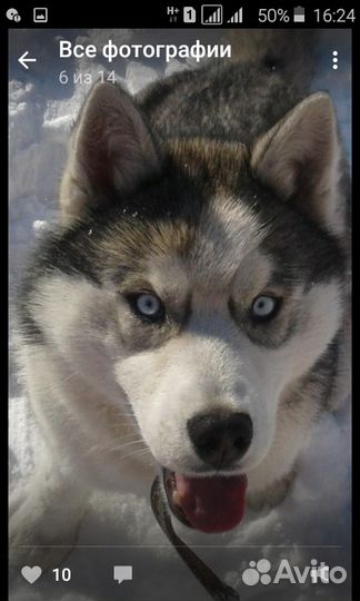 Хаски вязка