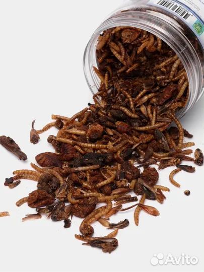 Кормовые насекомые, сверчки, мучные черви, зофобас