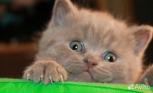 Ласковые британские котята