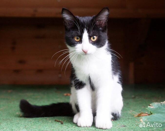 Котик, 3 мес