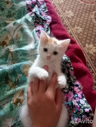 Кот по кличке Бим