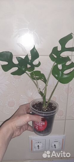 Рафидофора тетрасперма