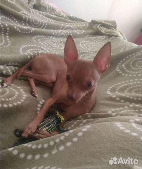 Вязка той-терьер