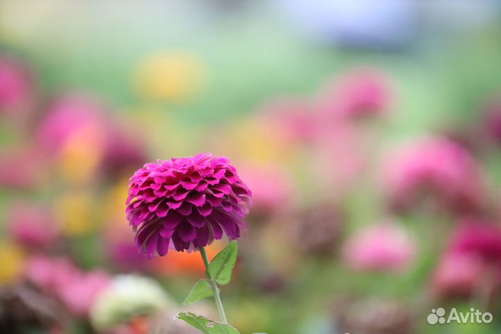 Canon eos m6 mark ii + допы