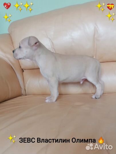 Сказочный Красавчик Ам.Стафф.терьер (с Док)