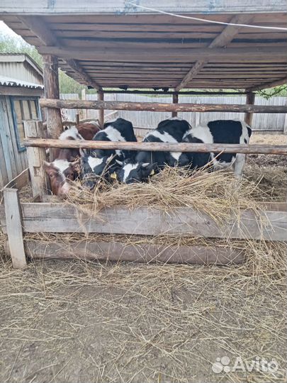 Телёнок, 2-3 месячные. Большие 1,5 месяц