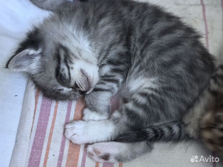 Котята
