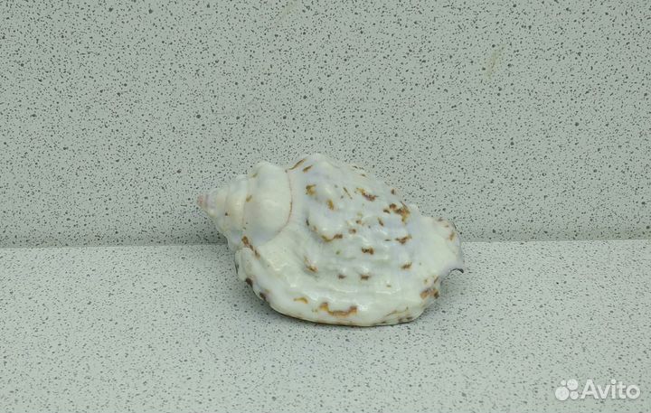 Стромбус Пипус 5,5 морская ракушка раковина