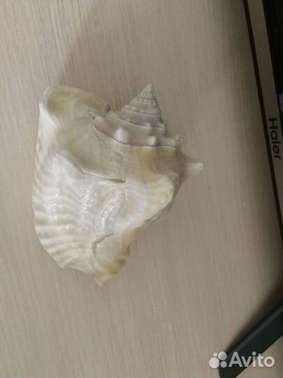 Ракушка морская большая