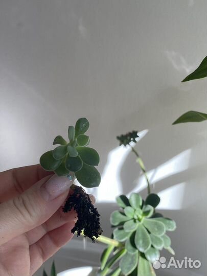 Эхеверия цветущая детки