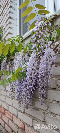 Глициния, Клематис, Роза, Сирень и др