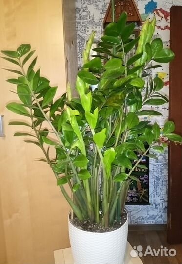 Замиокулькас