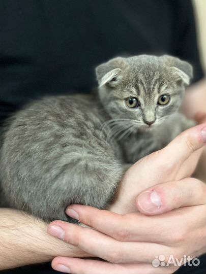 Вислоухая кошка