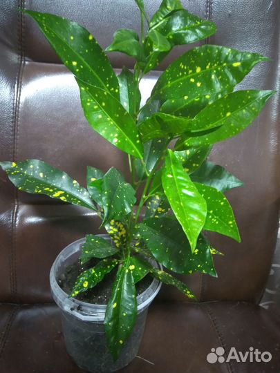 Фикус мелколистный Нина. Кротон