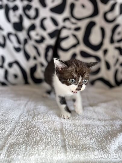 Котята шотландцы