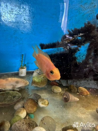 Аквариум