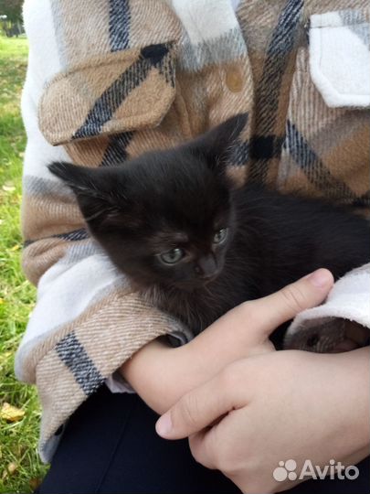 Кошки бесплатно