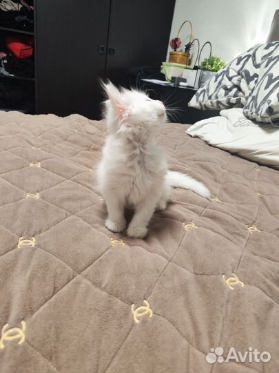 Котёнок ангора