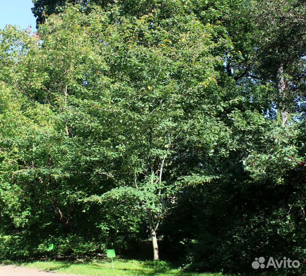 Клен змеекорый и бархатистый, семена