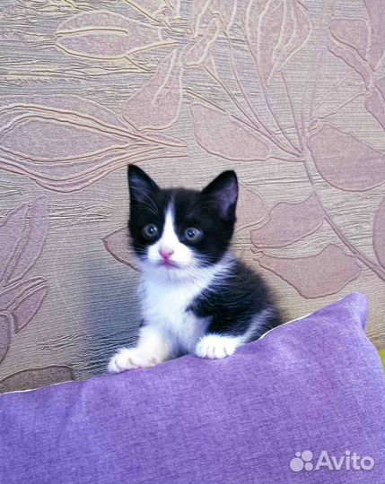 Игривый черно-белый котенок