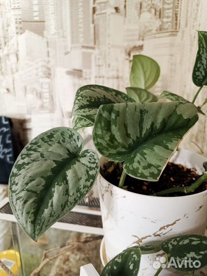 Сциндапсус экзотика