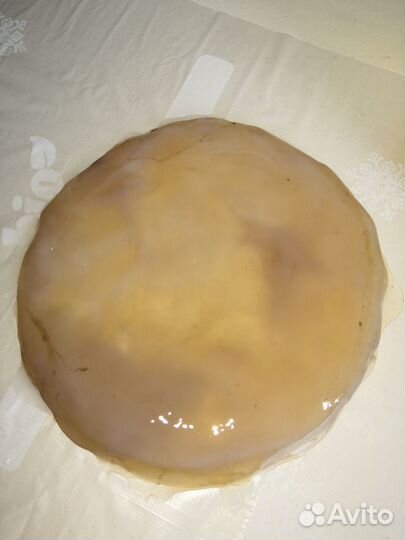 Чайный гриб комбуча