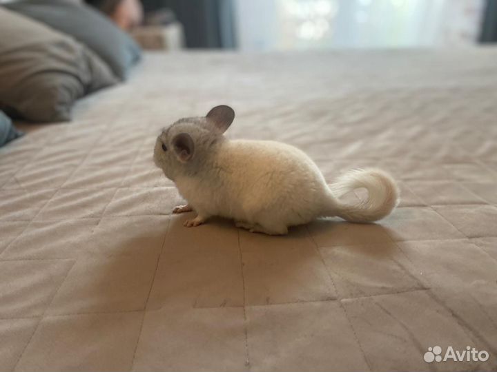 Шиншилла Белый Вильсон