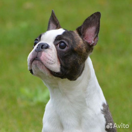 Щенки бостон терьер