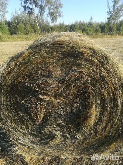 Сено в рулонах 2024