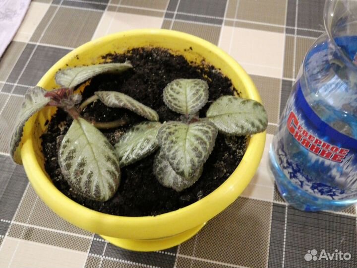 Эписция медной красная