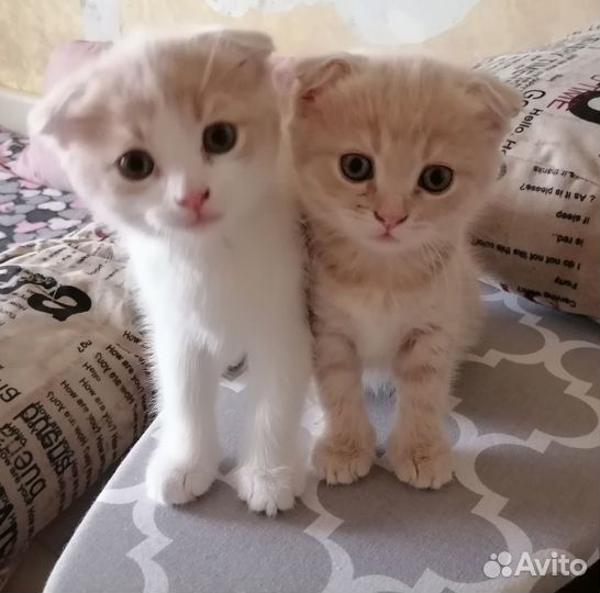 Шотландская