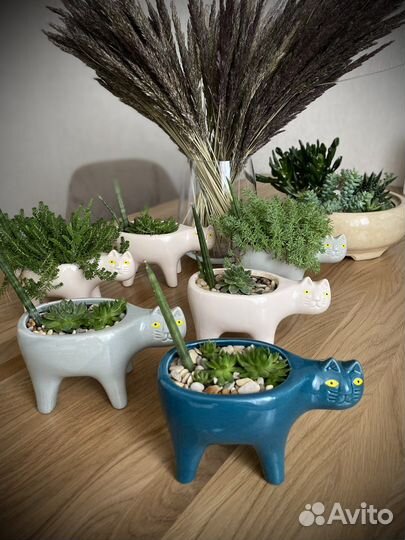 Суккуленты котики