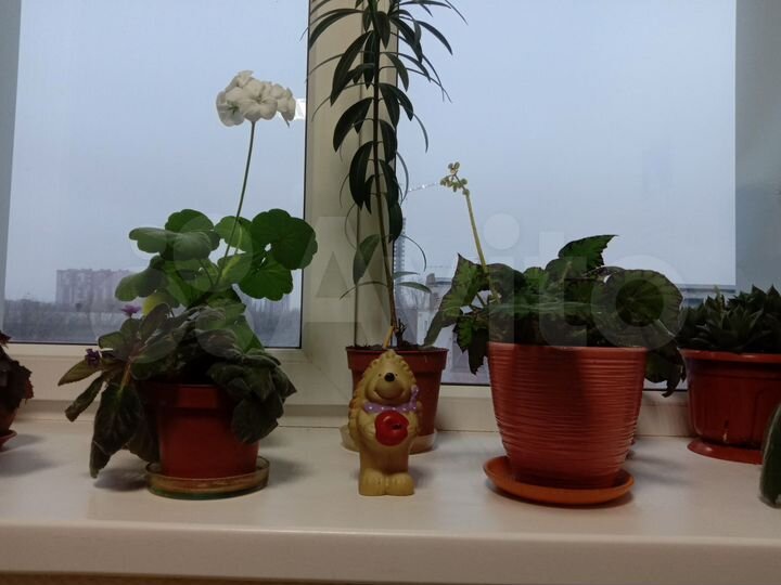 2-к. квартира, 43,4 м², 1/2 эт.