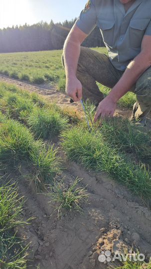 Саженцы сосны окс