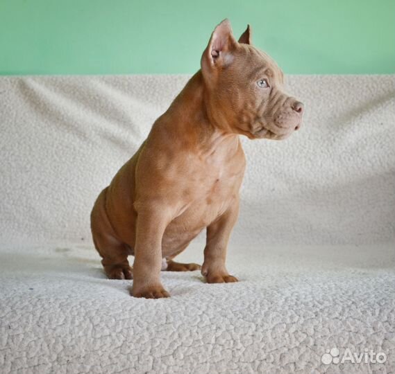 Американский булли