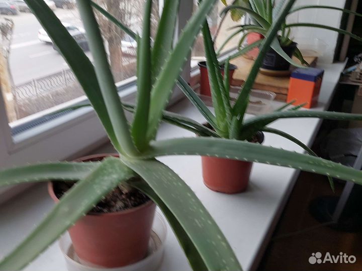 Каланхоэ лечебное, алоэ годовалое, денжное дерево