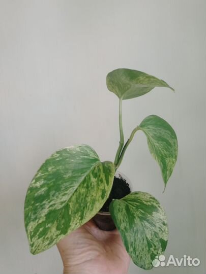 Сциндапсус