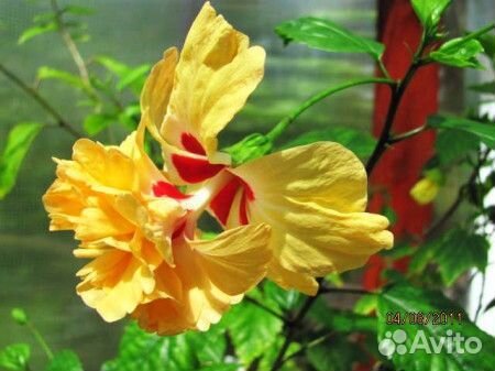 Сортовые гибискусы комнатные