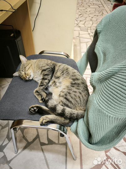 Кот Тихон в добрые руки