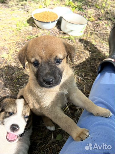 Щенок в добрые руки