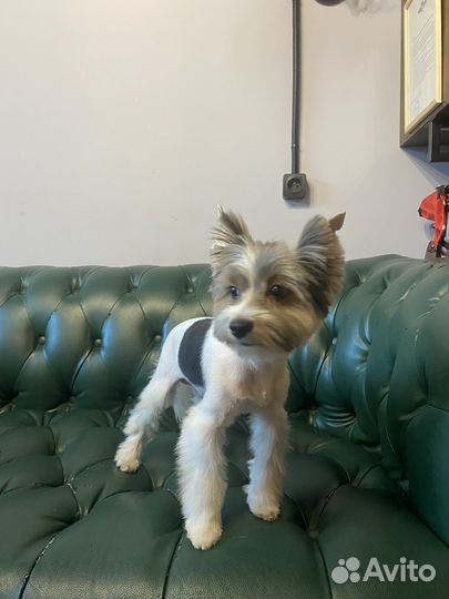 Вязка бивер йорк