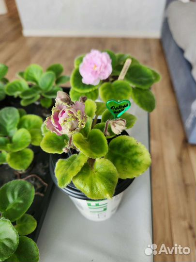 Сортовые фиалки