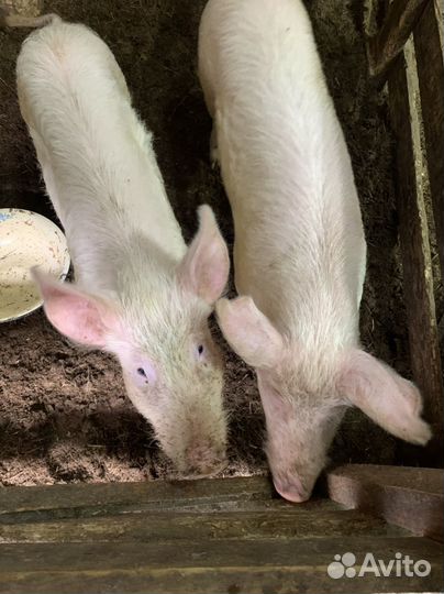 Свиньи, свиноматки, хряк