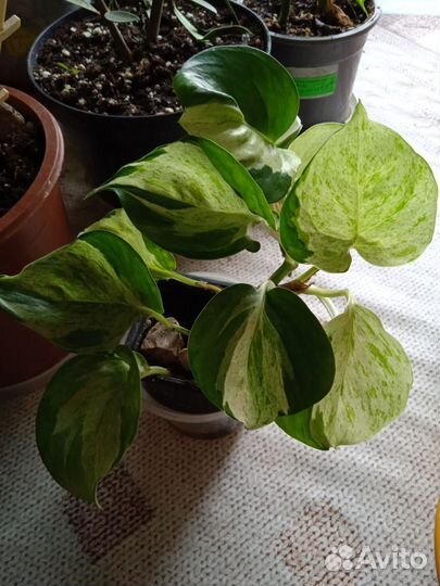 Комнатные цветы Сингониум.Эпипремнум.сциндаптус