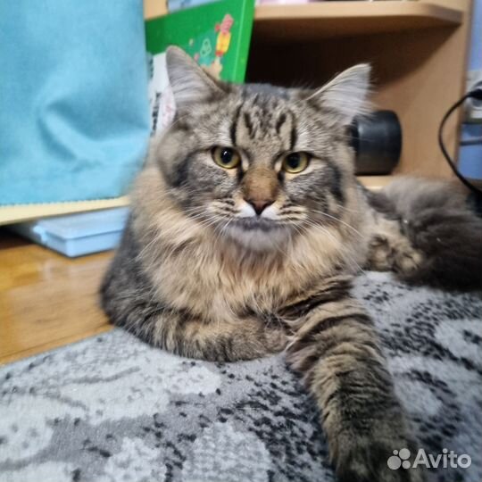 Гриша в добрые руки